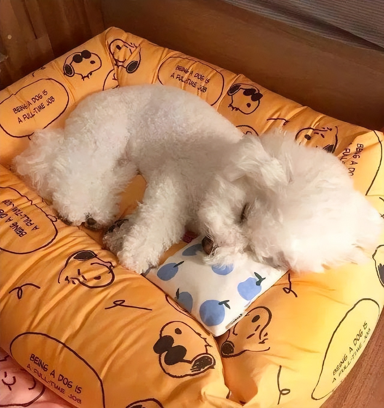 比熊一生必经五个阶段,比熊最坏的5个坏习惯