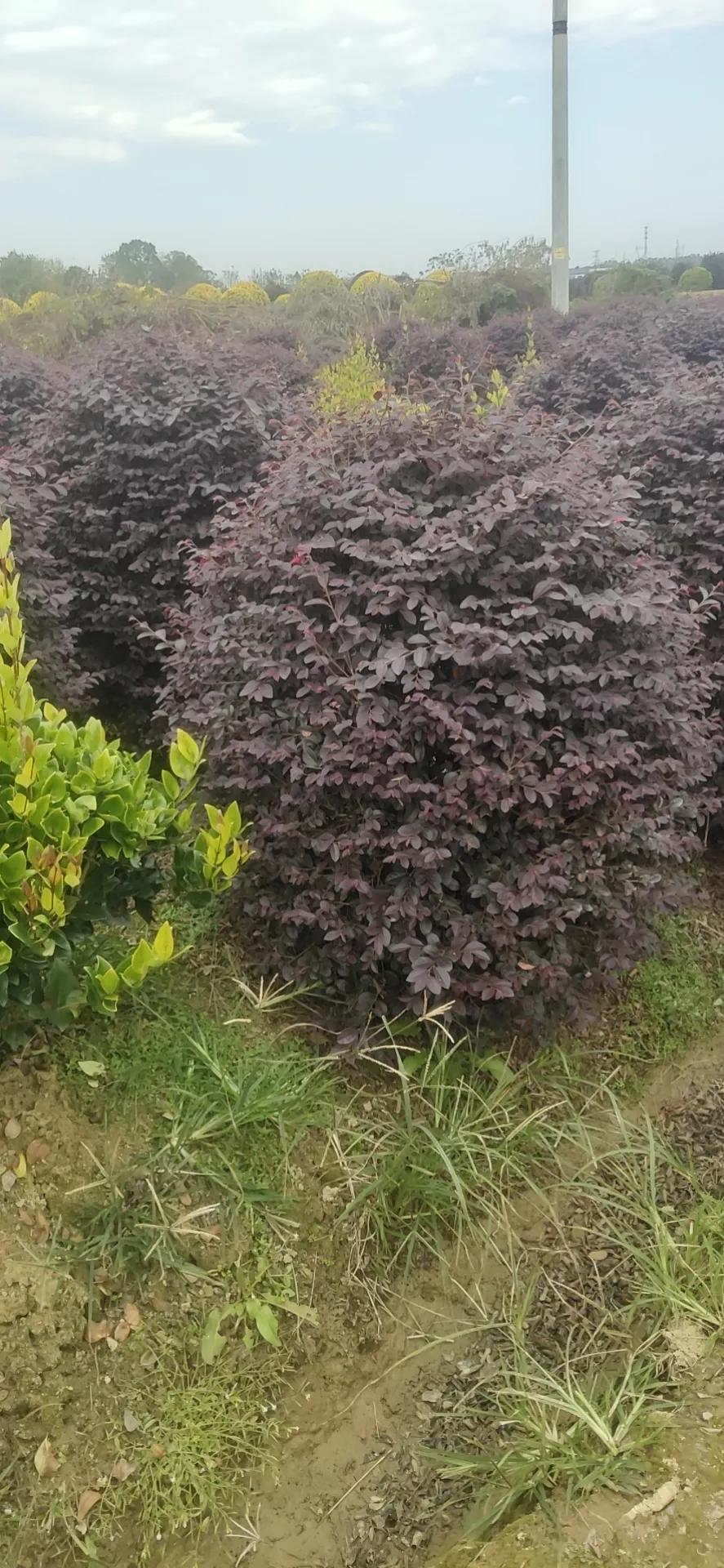 全国乡村振兴九大经济树种,乡村振兴的植树造林成果