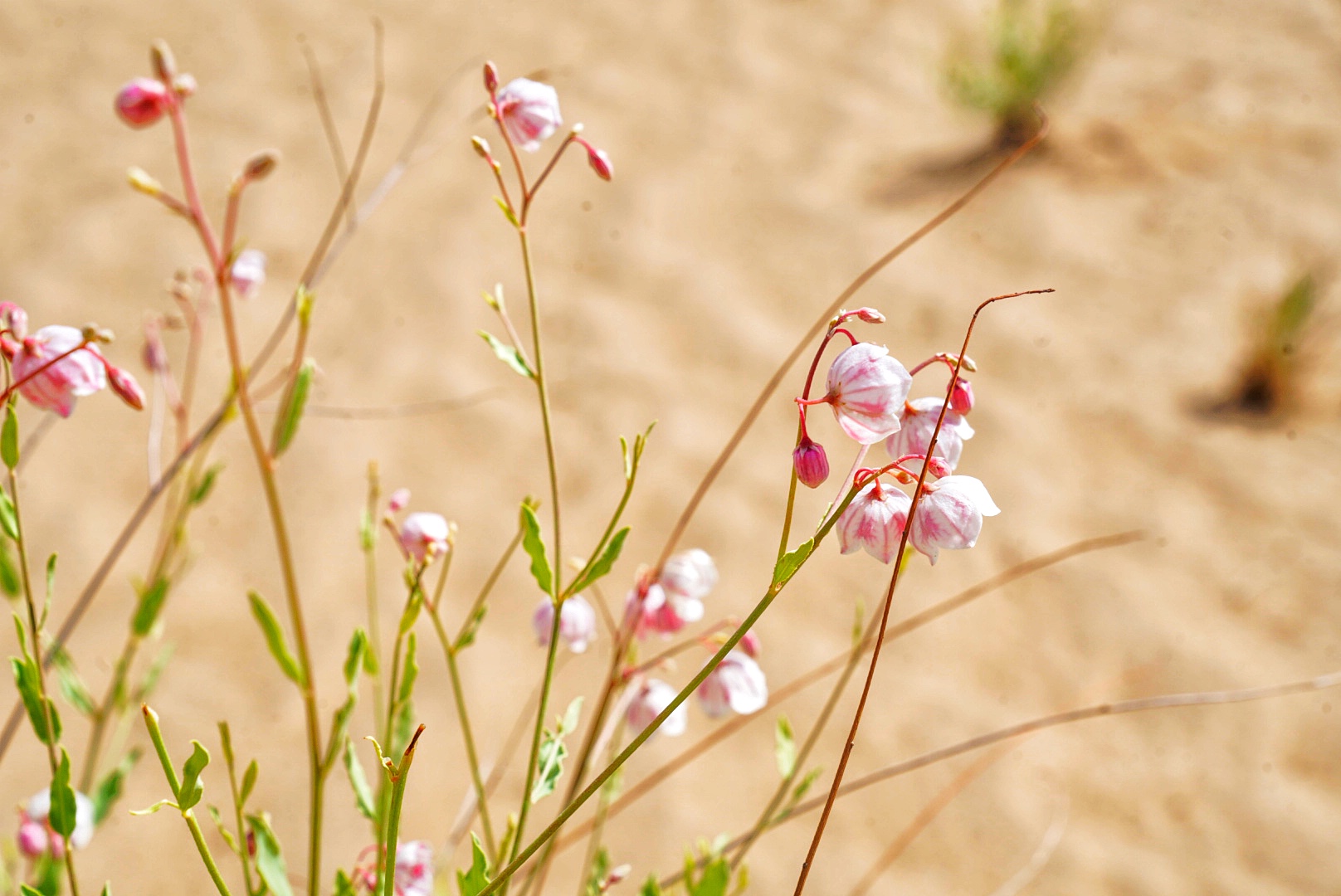 实拍格尔木胡杨林，海拔2800米，连绵1700亩，苍凉辽阔，拍照超酷
