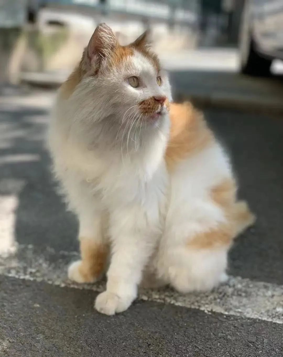 当一位普通北京市民「外头有猫了」