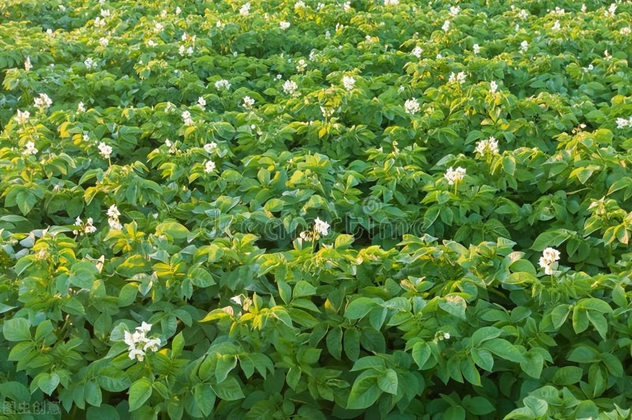 刘希国：洋芋的眼睛