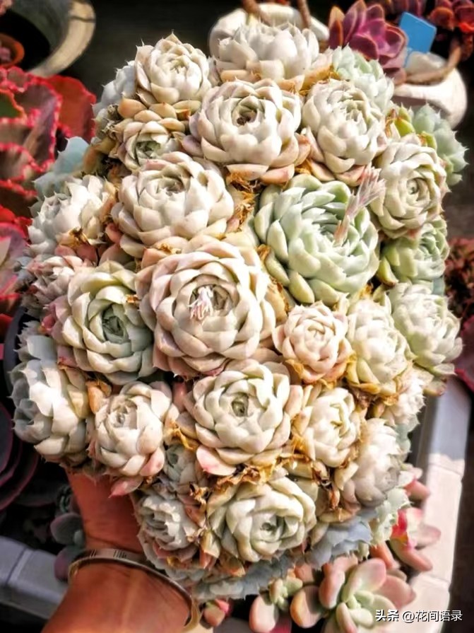 多子多肉,多子多孙多肉怎么栽培