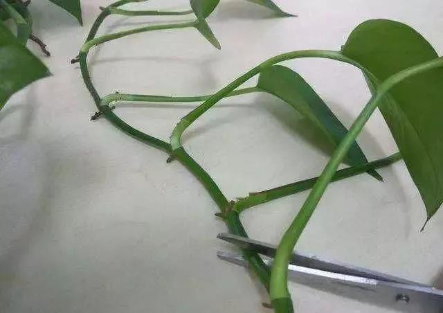 教你扦插大法扦插什么植物都能活,扦插小技巧栽培小妙招