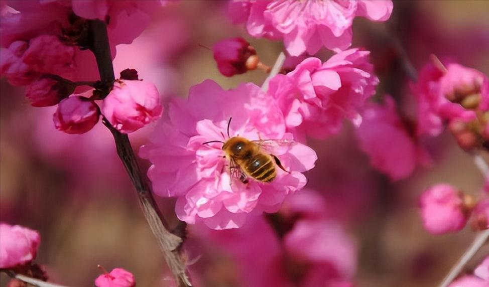 乳腺癌发现早可以用药物解决吗,面对乳腺癌的正确方法