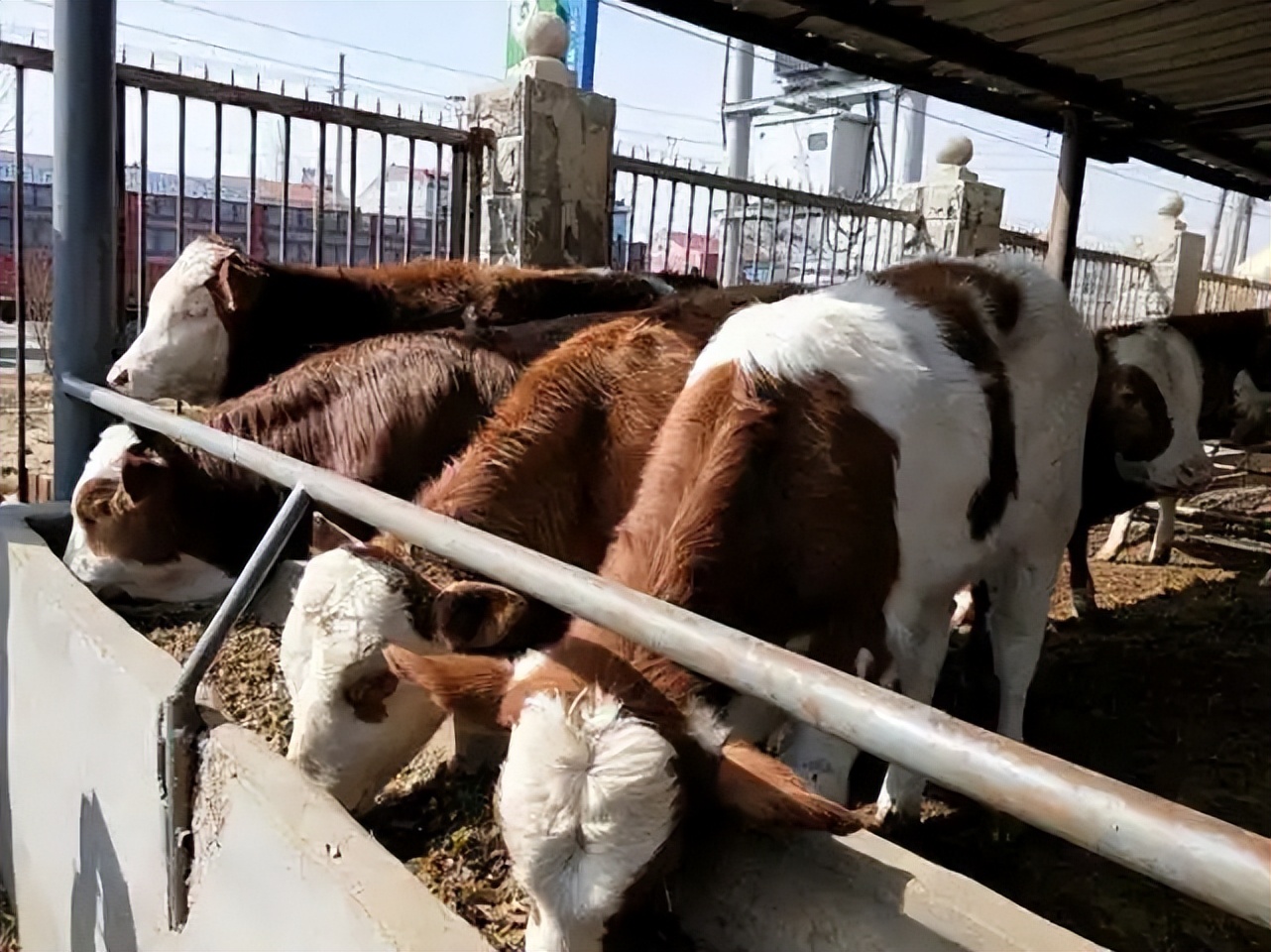 小朋友问为什么牛羊吃草会那么壮,为什么牛羊吃草还会长得这么肥