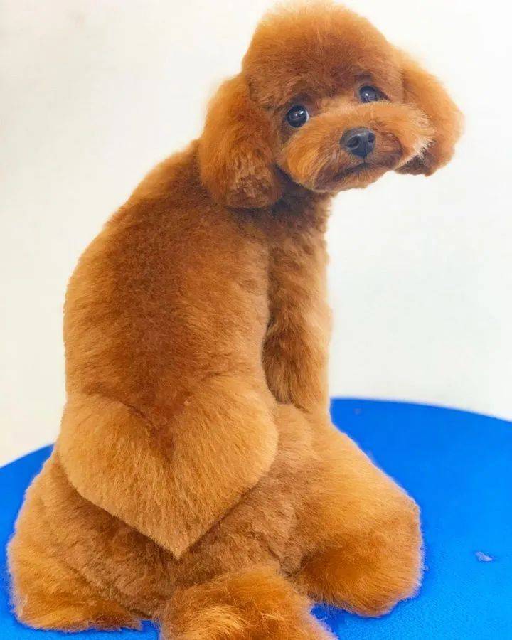 狗子剪出发射爱心的小屁屁