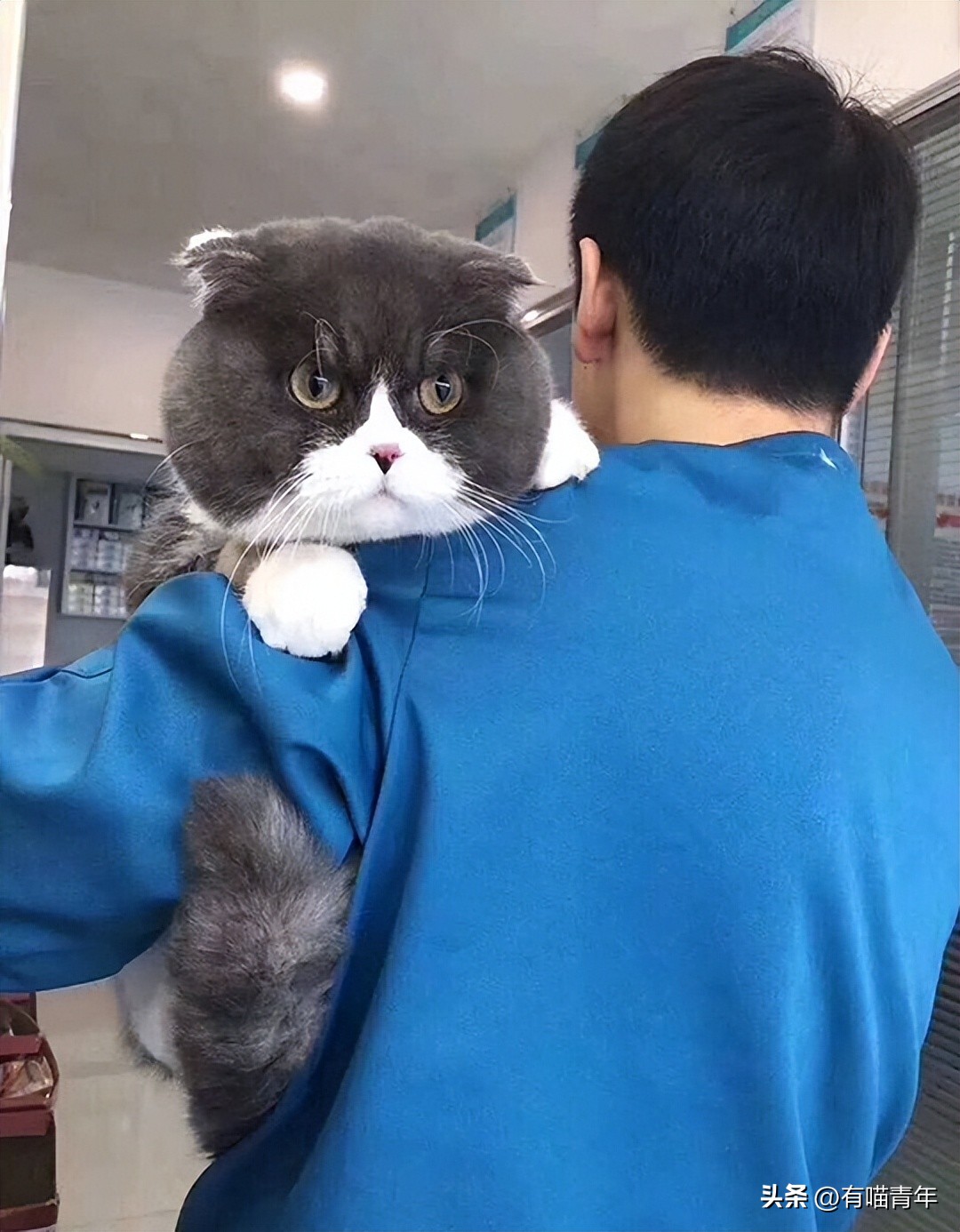 公猫出去一天一夜了都没回家,公猫出去三天没回来了