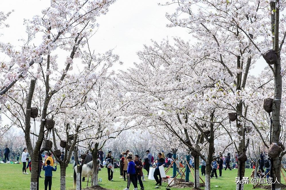 盐城世外桃源景区,盐城正在开发建设的古镇景区