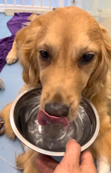 网红金毛coco到底是得了什么病,金毛coco离世原视频