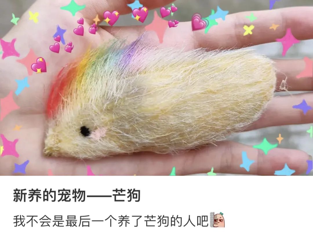 爆火！厦门流行养“芒狗”！网友：很怀疑他们的精神状态