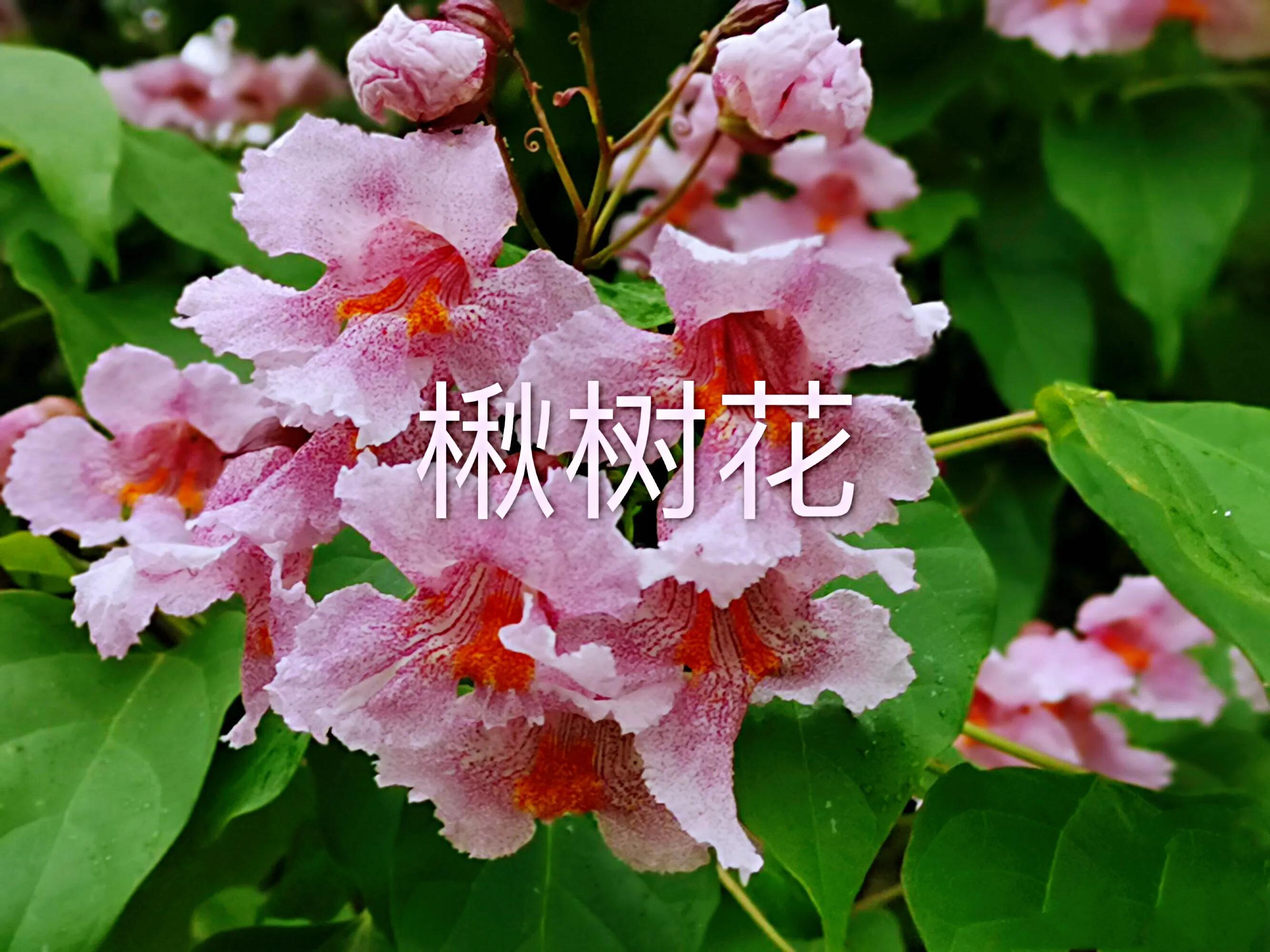 楸树林图片,楸树是古老的活化石树种