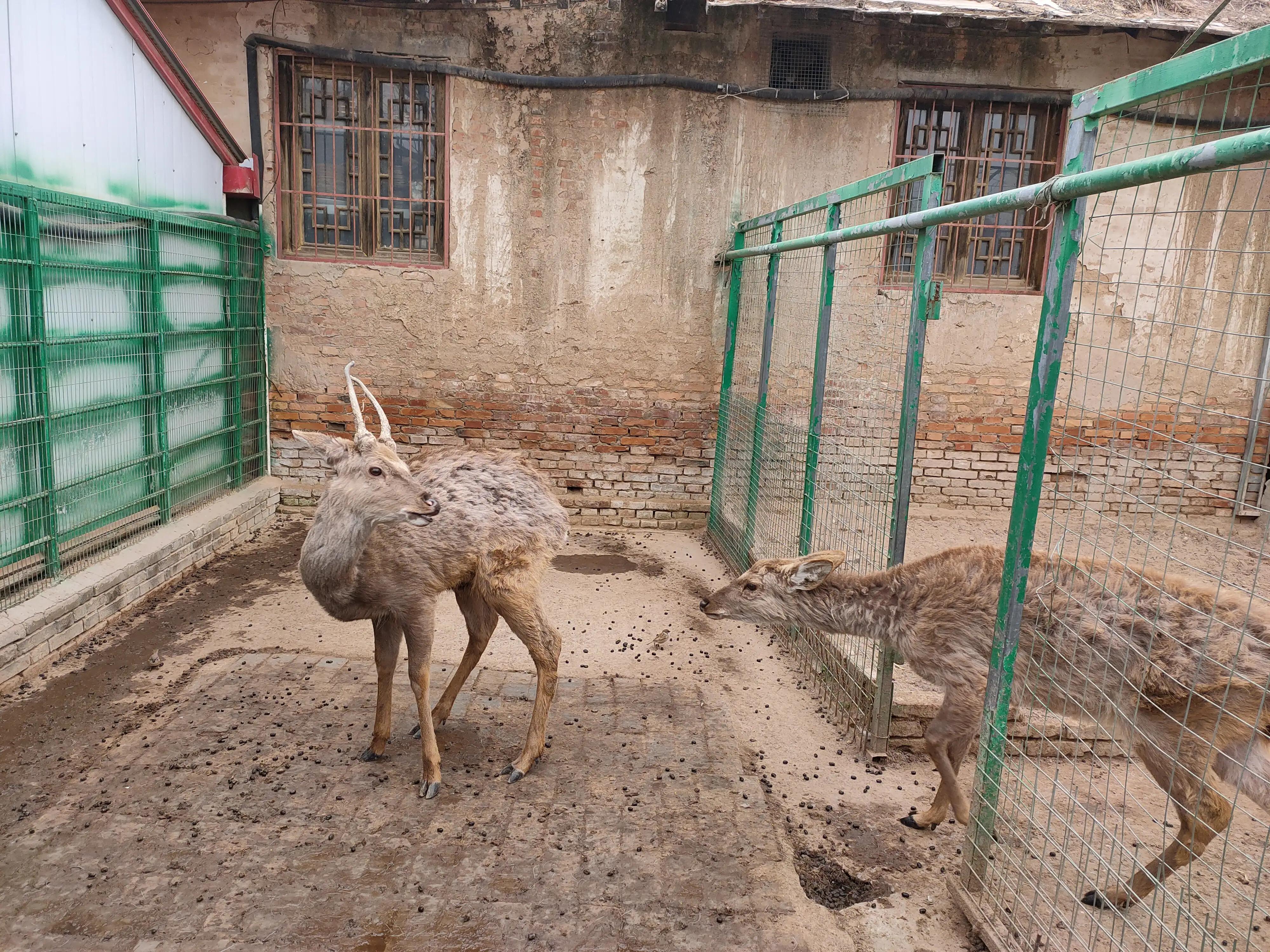 游动物园作文450字,游动物园有感作文