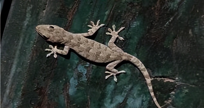 农村家里经常出现蝎子蜈蚣好不好,农村院子里的蝎子的克星