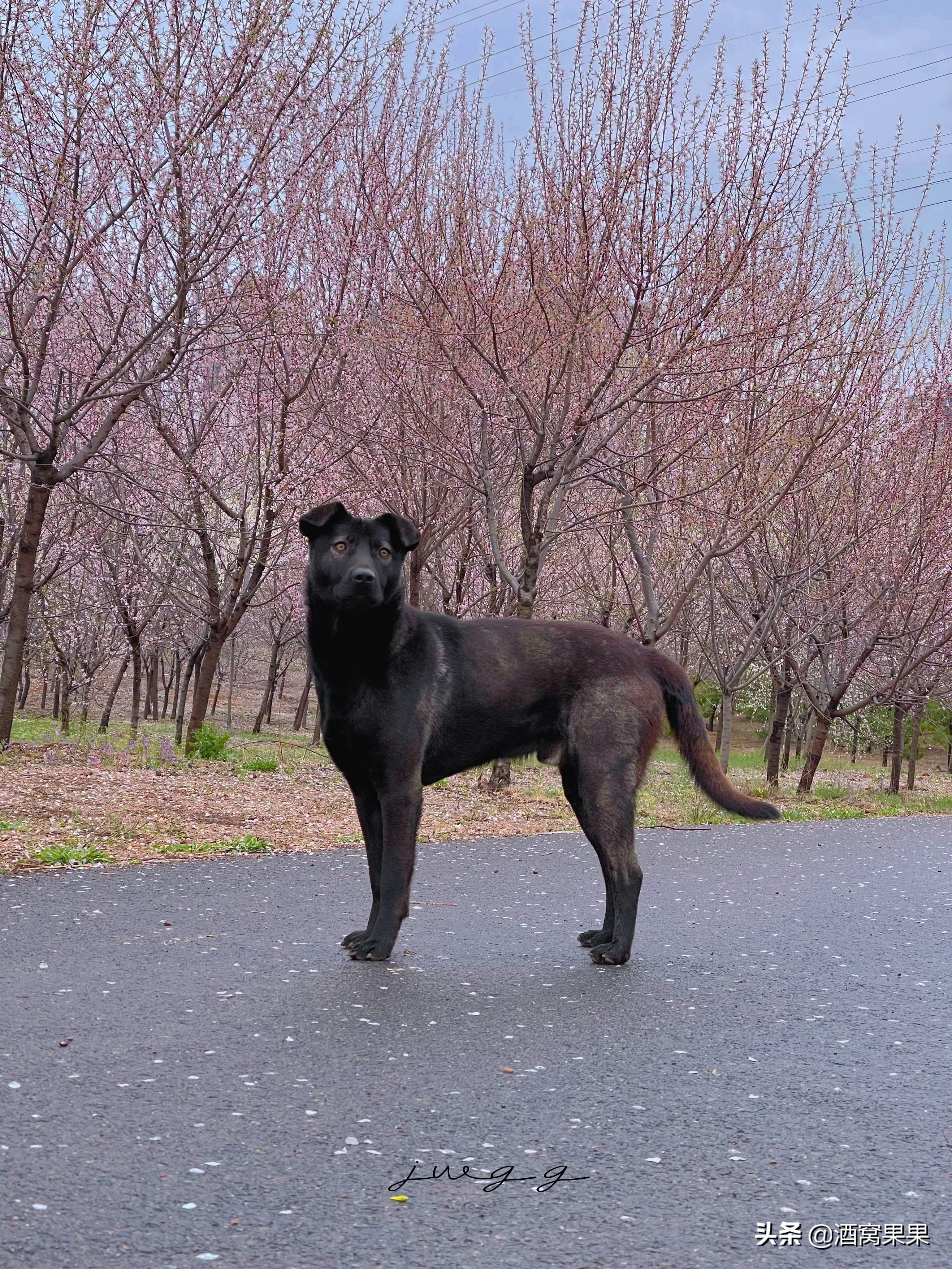 大连湾体育公园，十里桃花，不要门票停车免费还可露营遛娃