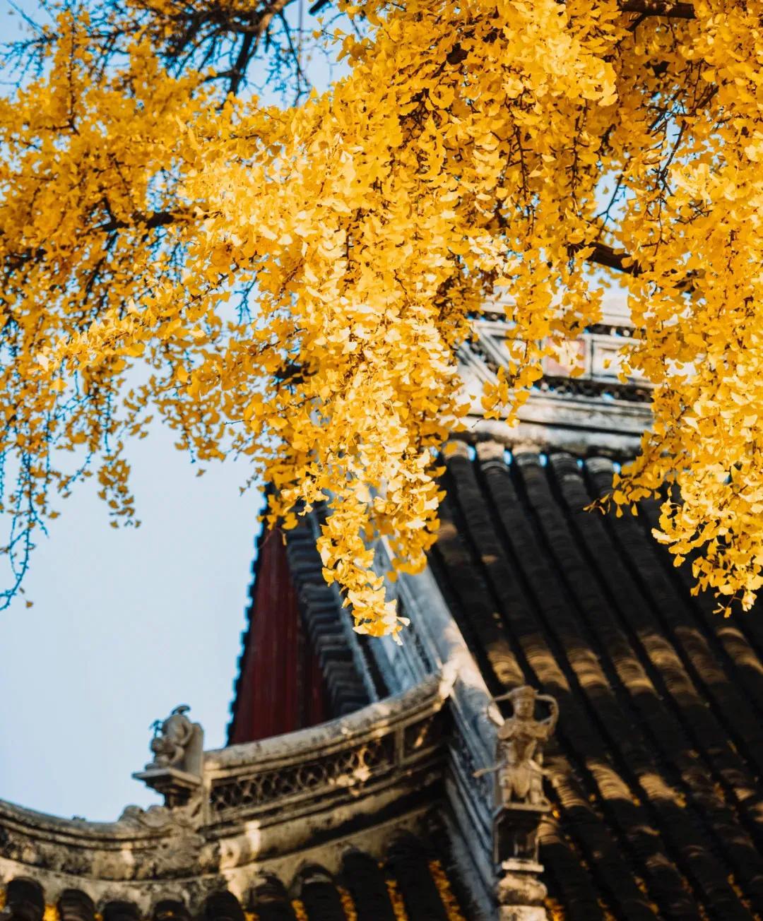 苏州秋季旅游最值得去的地方,苏州赏秋一日游攻略