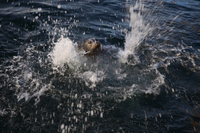 加拿大温哥华岛游记,温哥华维多利亚岛攻略