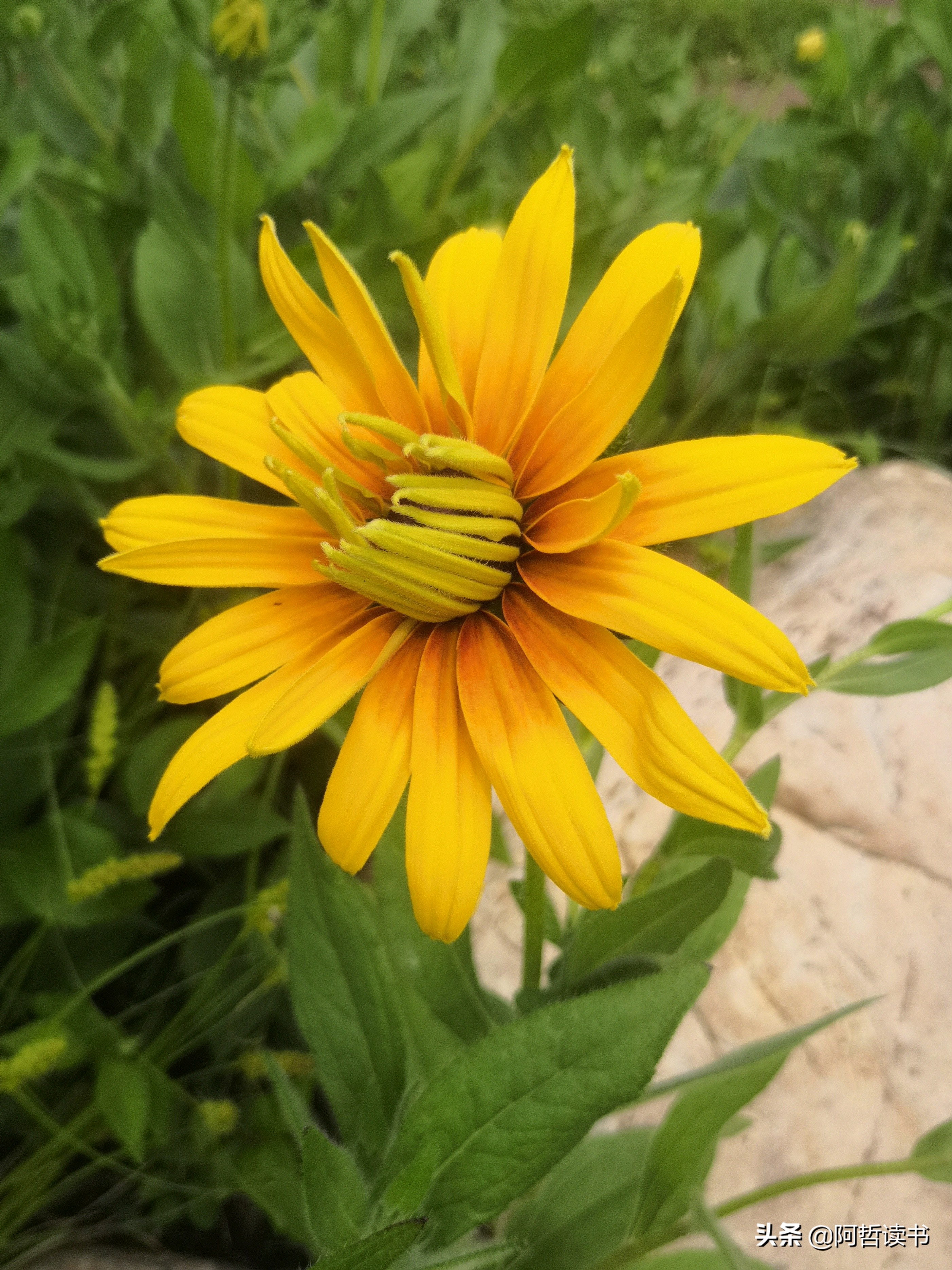 黑心金光菊:花名不雅,花姿灿烂,菊花里独特耀眼的一款