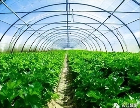 有机农业的基本特征,有机农业的利弊