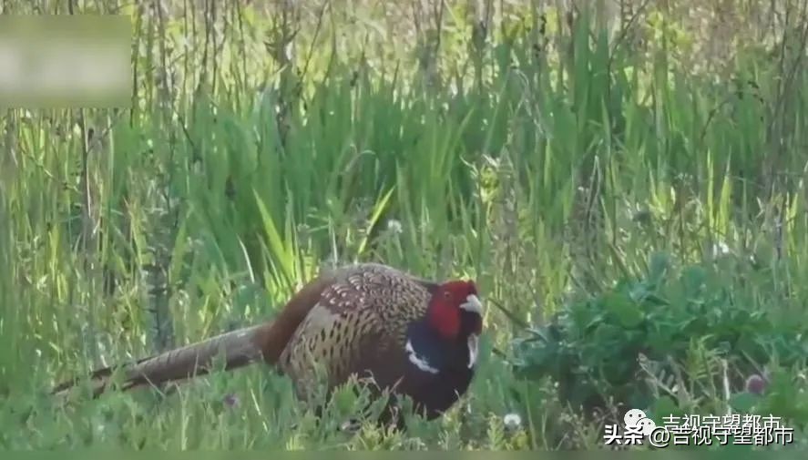 上山套野鸡，“三有动物”当年货？