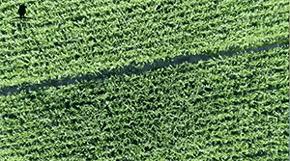 鏈夋満钄彍璇氫俊绗竴,鏈夋満澶╄彍棣欑墰绀肩洅