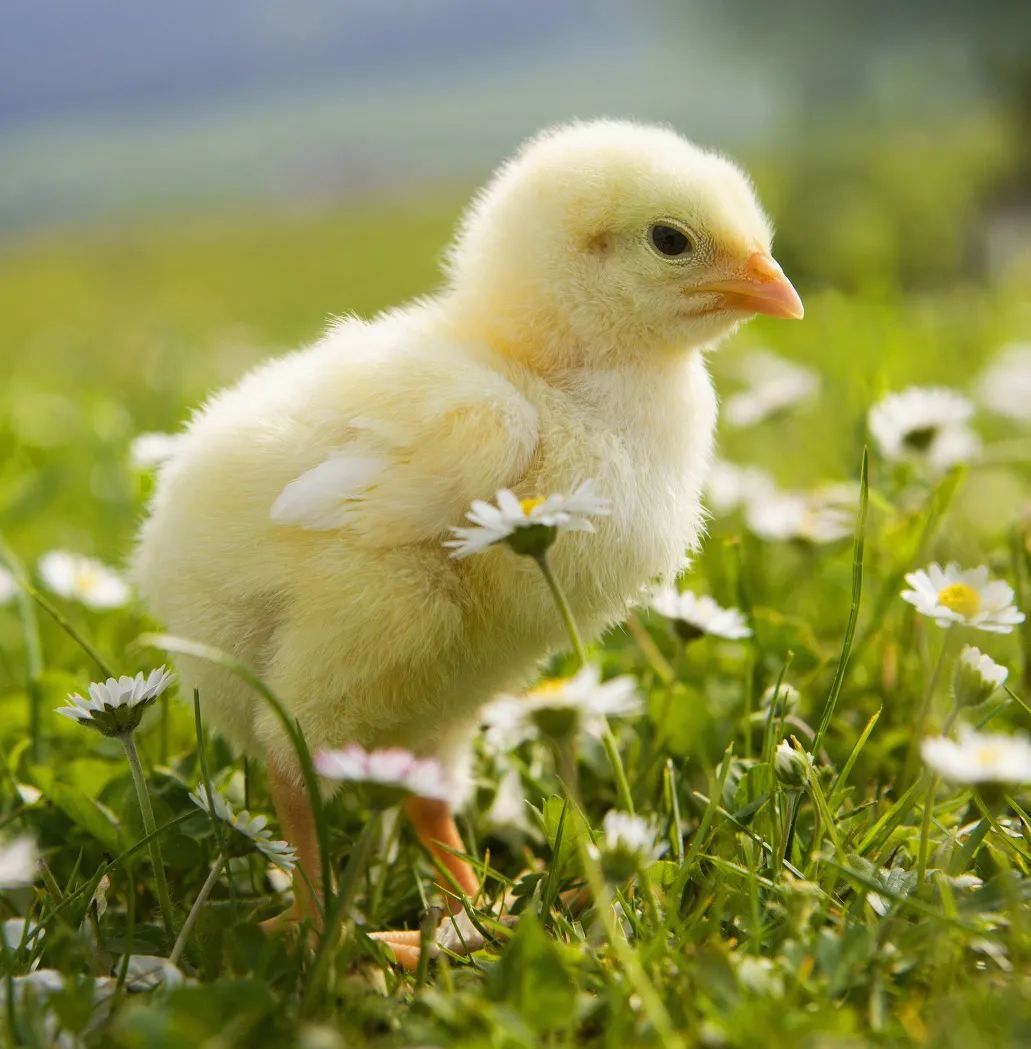 公鸡母鸡恩爱逛街,公鸡母鸡恩爱视频绿幕素材