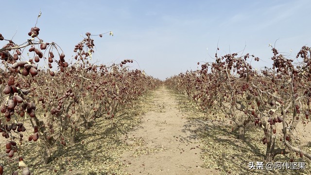 历史的稀世珍宝,和田大枣的历史文化价值有哪些
