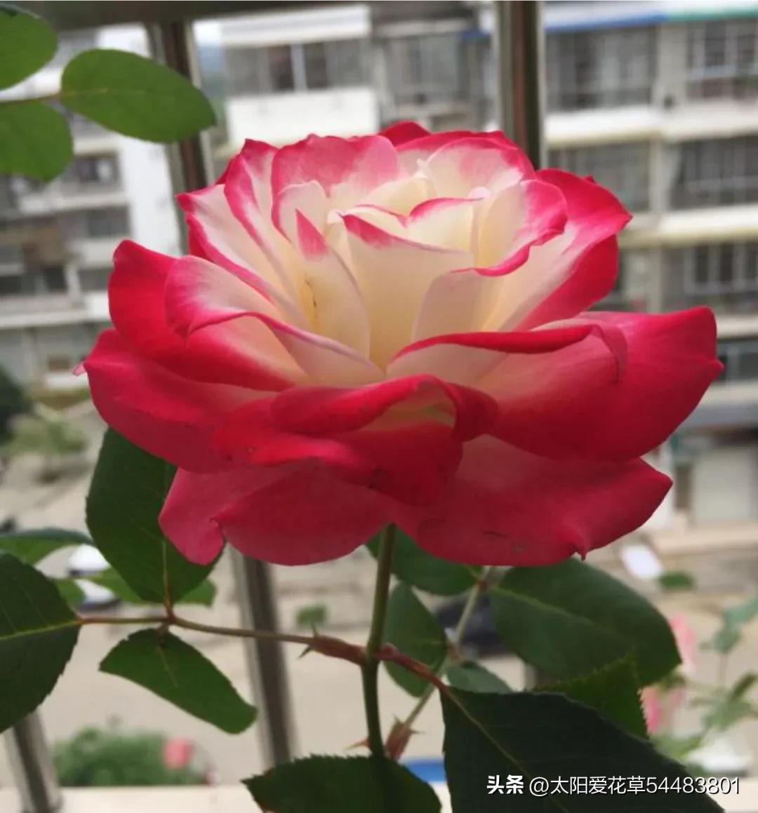 天热后，6种花太能飘香，幸亏我家养了一盆，一花香满屋