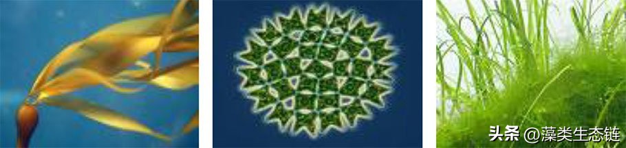 藻类基础知识,鱼塘藻类培养