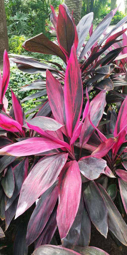 客厅好看的观赏花,小清新唯美油画花