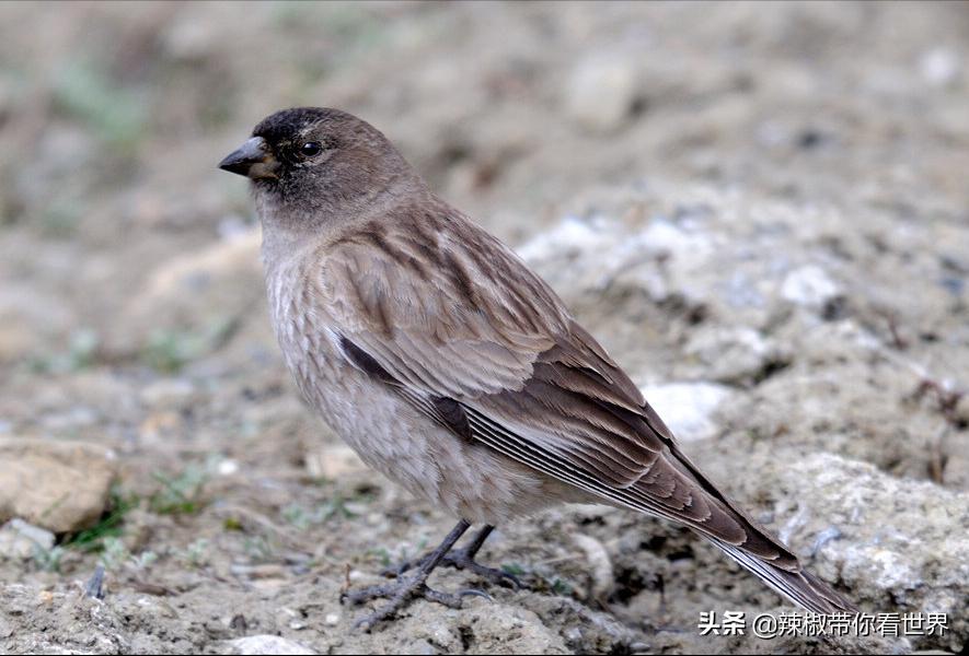 海南岛风景临高,海南临高海边哪里最好