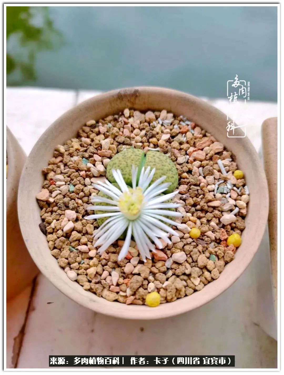 送我一轮明月文案,送我一轮明月