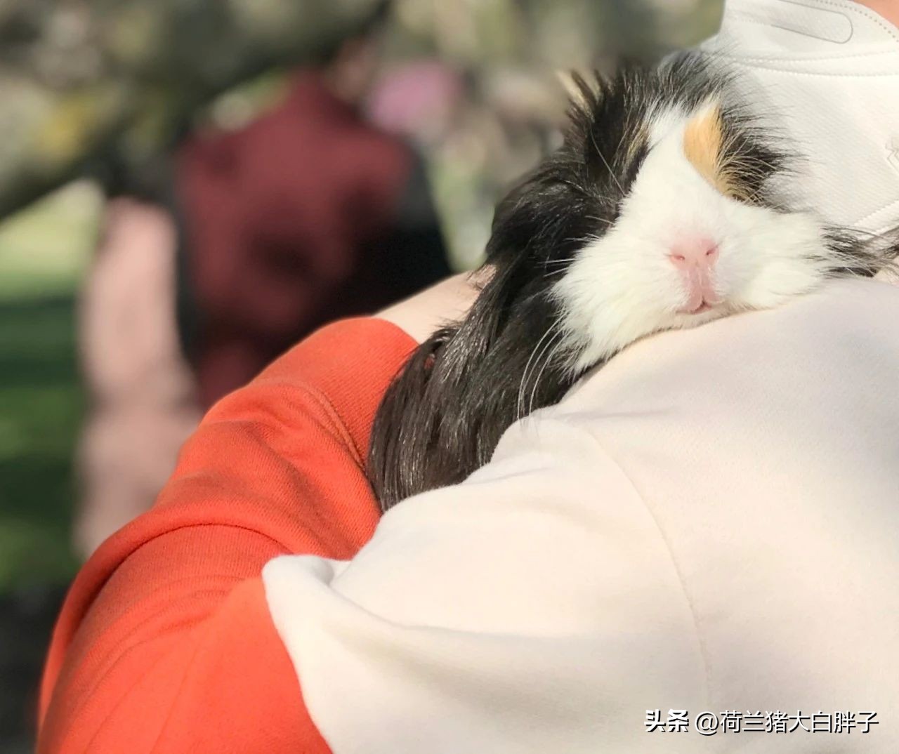 荷兰猪排便是乳白色的,荷兰猪是不是总是拉屎