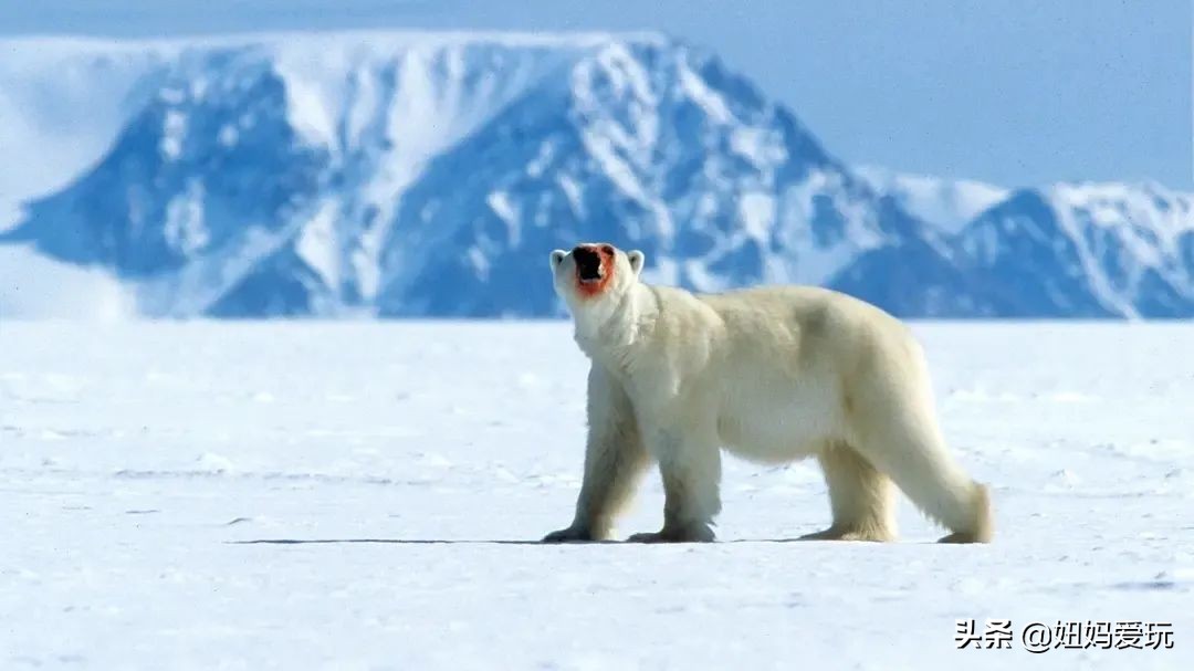 带你真切看人间的宝藏纪录片top10,十一长假适合带孩子看的纪录片