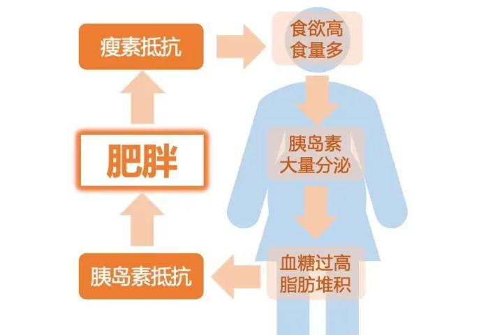 为什么胰岛素升高就发胖,为什么糖尿病人喝药之后体重反弹