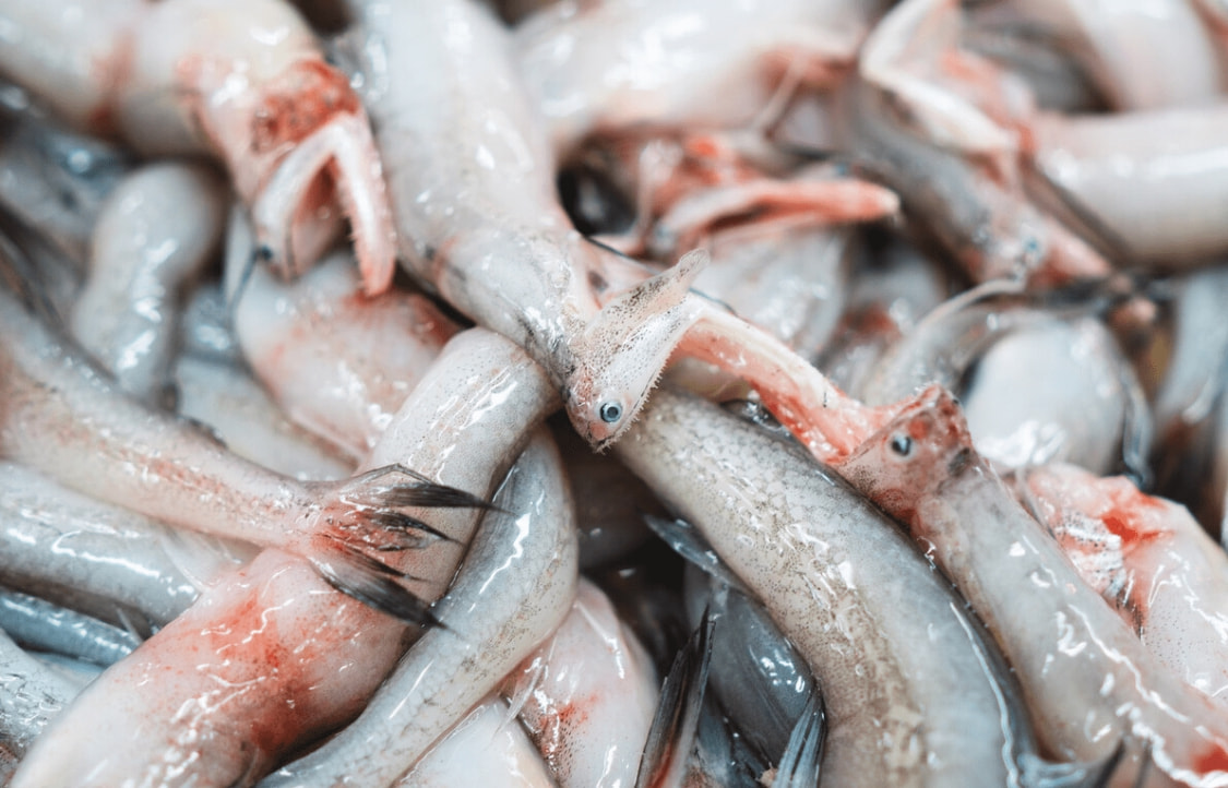 肉厚刺少又扁的海鱼,海鱼哪个品种刺少肉厚