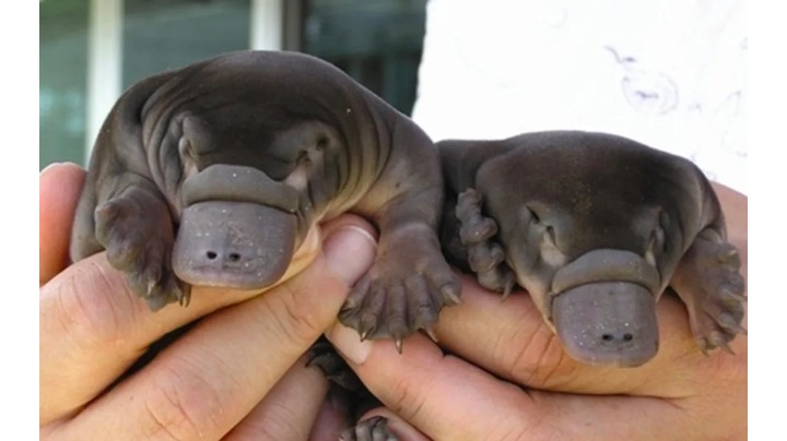 可达鸭有卖的吗,网上买的可达鸭真吗