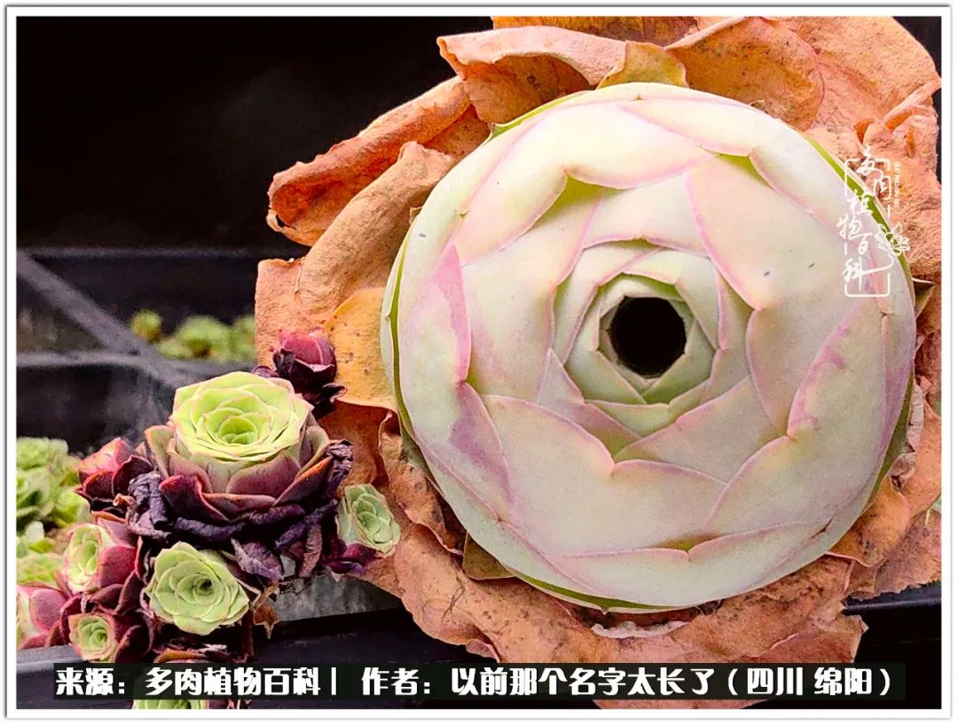 夏天山地玫瑰,小清新山地玫瑰