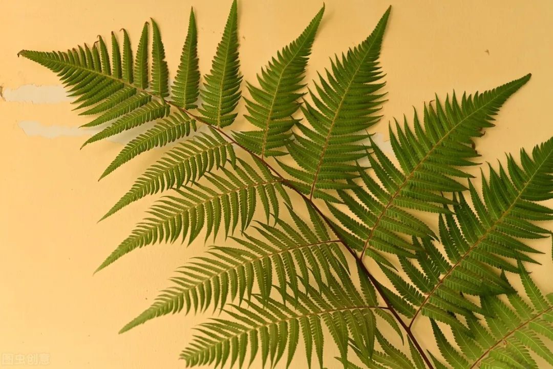 金毛狗蕨是国家保护植物,狗头蕨是国家保护植物吗