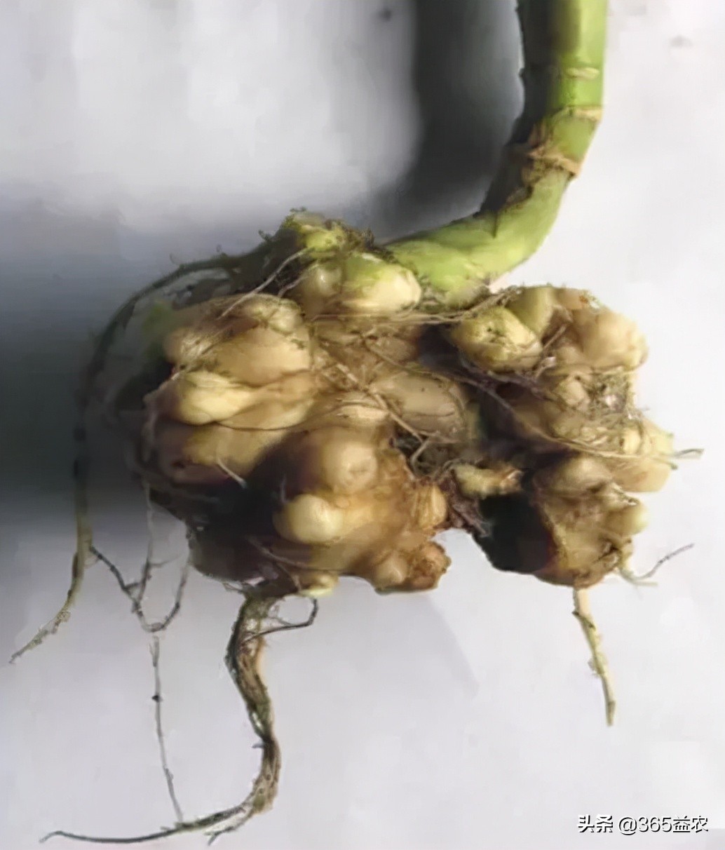 油菜根长瘤子是什么原因,油菜根部肿大是怎么回事