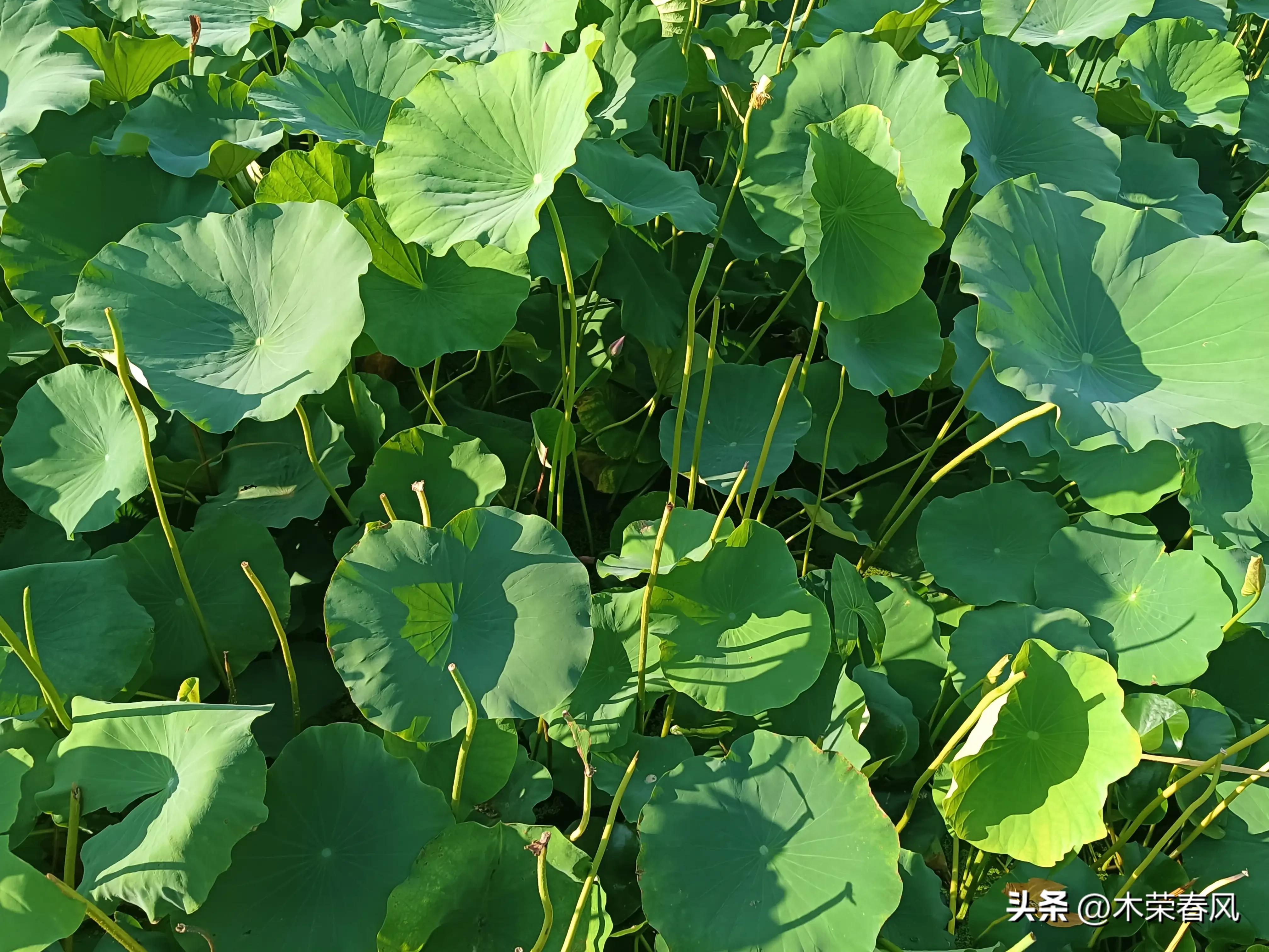 莲湖公园看荷花几点合适,莲湖公园荷花怎么走