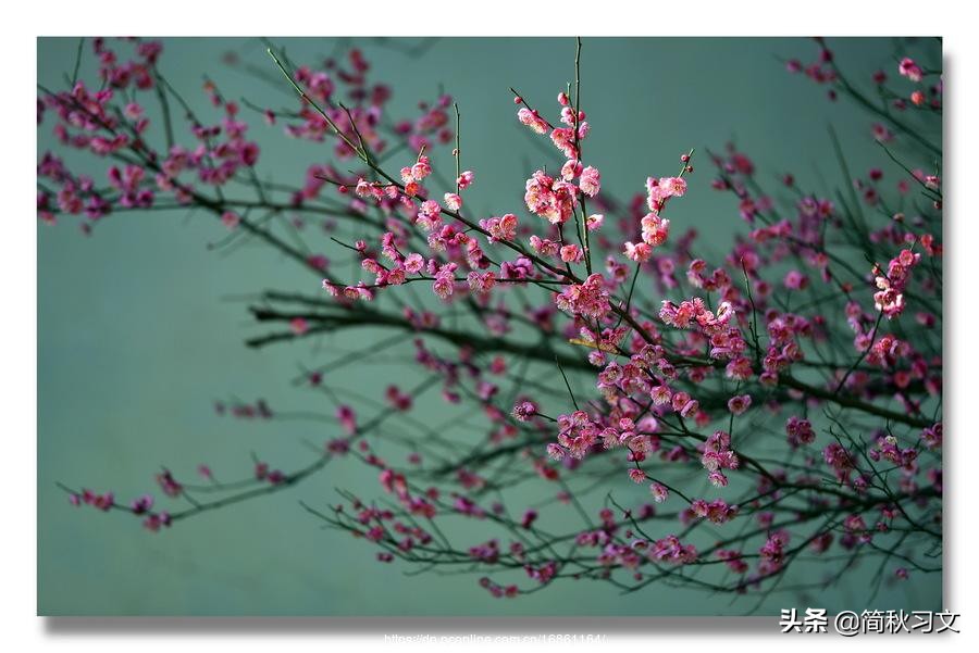 只留清气满乾坤写出了墨梅的什么,只留清气满乾坤写出了梅花的什么