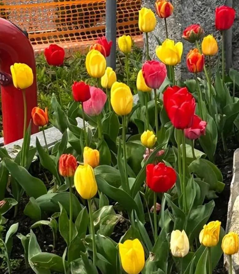 李嫣购物豪掷千金,李嫣窦靖童消费