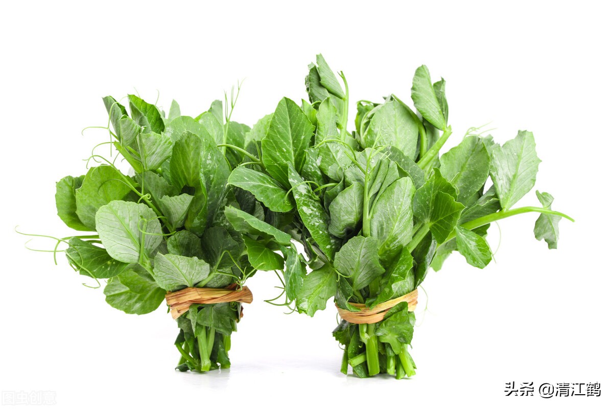 豆芽容易坏菜怎么办,豆芽生产常见问题解析