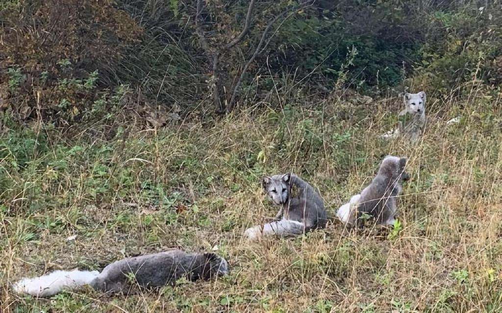 罕见白狐现身杭州！眼神很媚、爱吃火腿不怕人，为何说绝非好事？