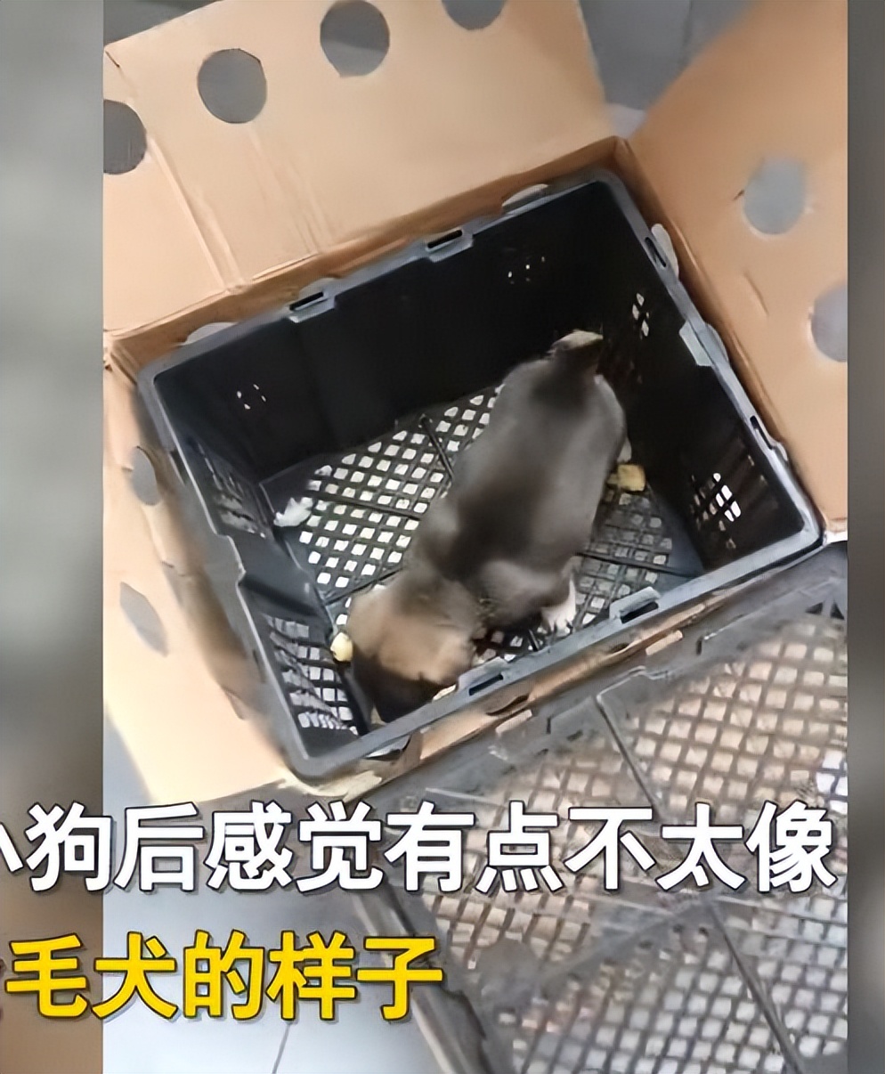 孩子花1500买狗,儿子100元买金毛