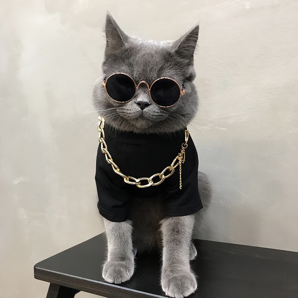 英短蓝猫为什么这么多人养,英短蓝猫真的适合养吗