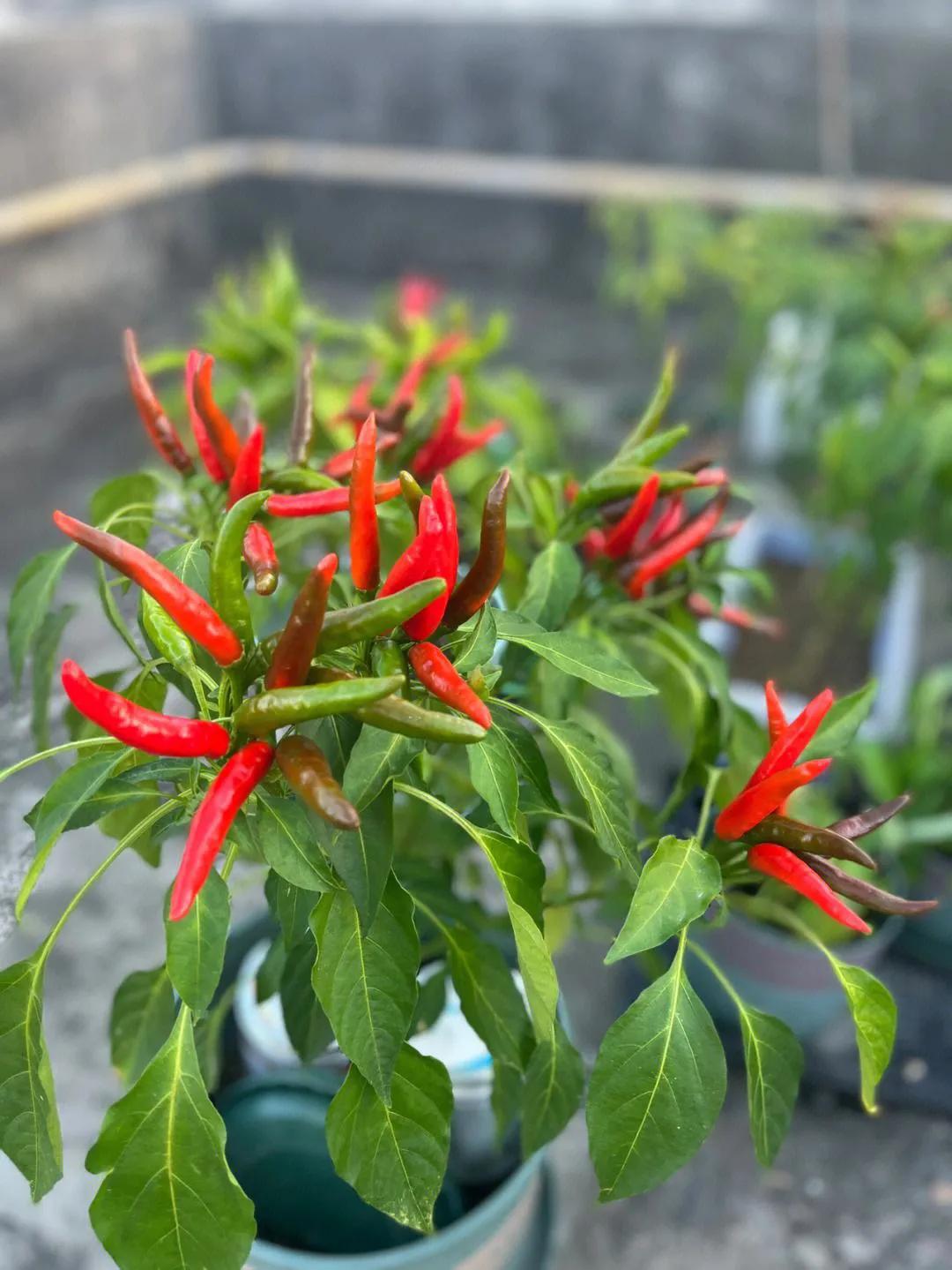 正宗重庆小面专用酱麻辣鲜香,重庆小面火辣调料