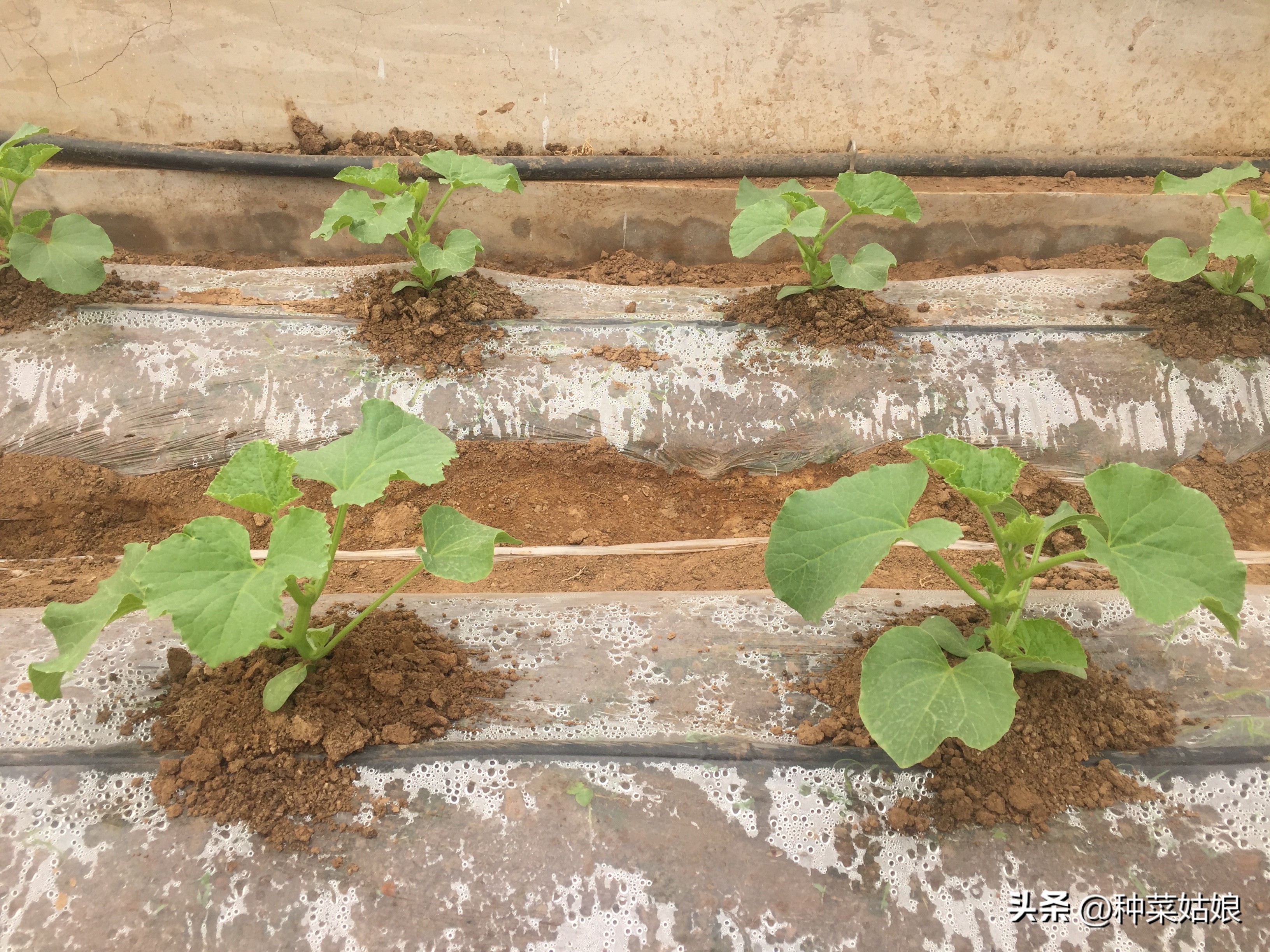 茄子苗不到20厘米长花苞可以留吗,茄子苗缓苗后不长怎么办