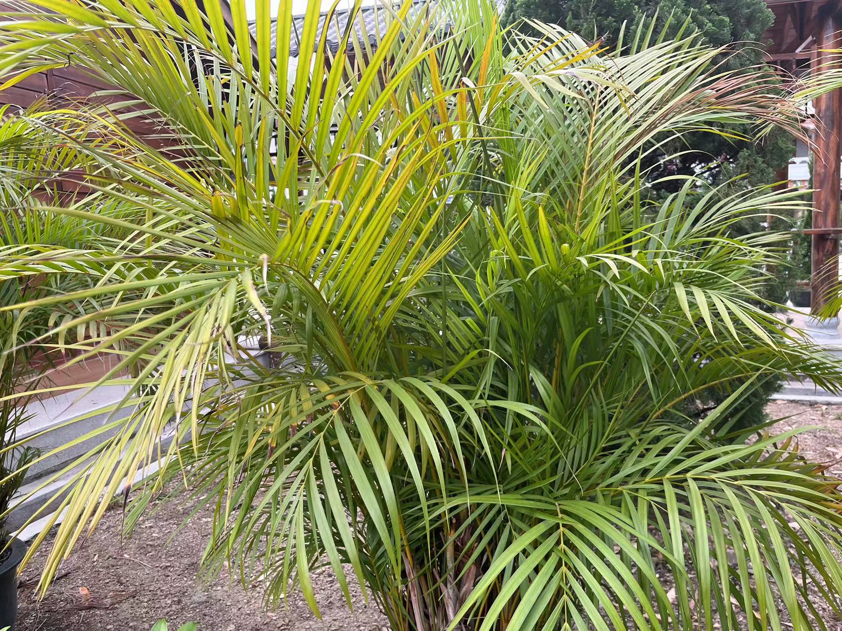 净化空气懒人花怎么养的,养什么花可以吸异味