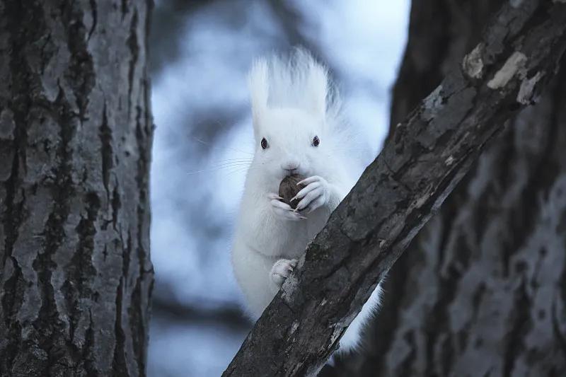 素食宠物食品,素食宠物零食有哪些品种